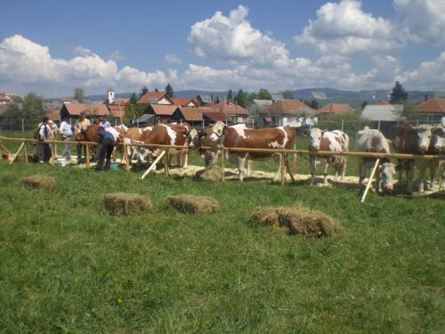 ditroi_szarvasmarha_kiallitas_2011_02